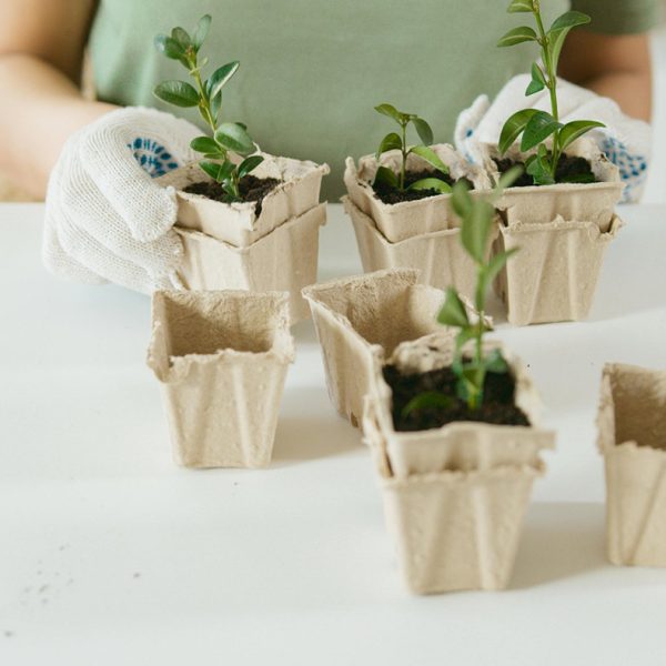 Tree Seedlings